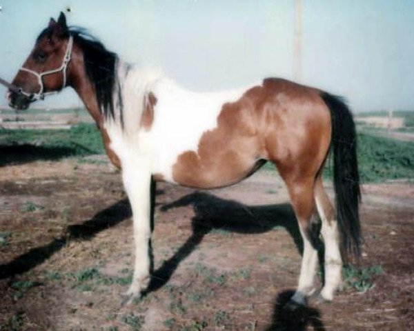 broodmare Dakota Dolly (Paint Horse, 1975, from Dakota Cowman) broodmare Dakota Dolly (Paint Horse, 1975, from Dakota Cowman)