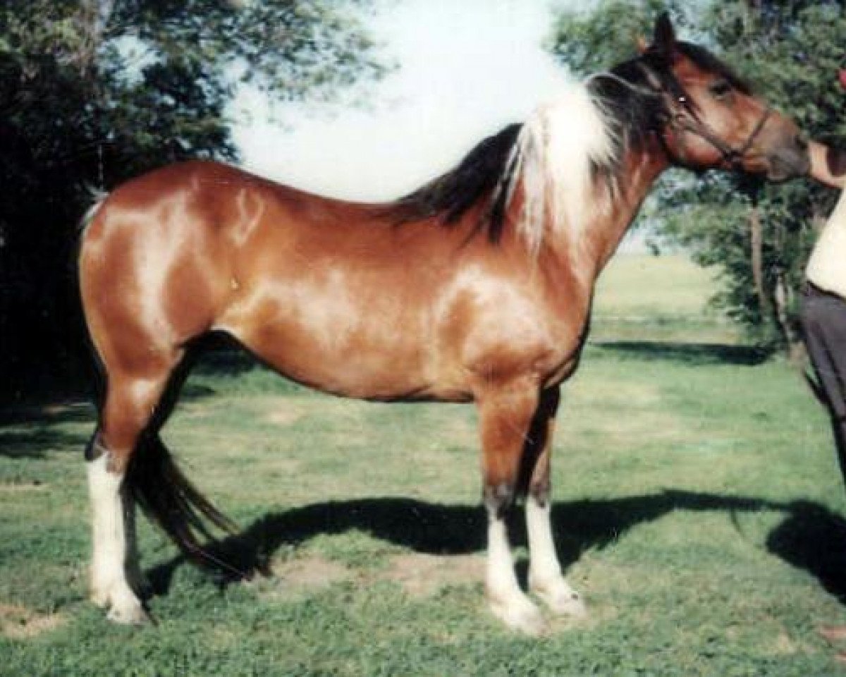 broodmare Poco Cocoa (Paint Horse, 1967, from Poco Burleigh)