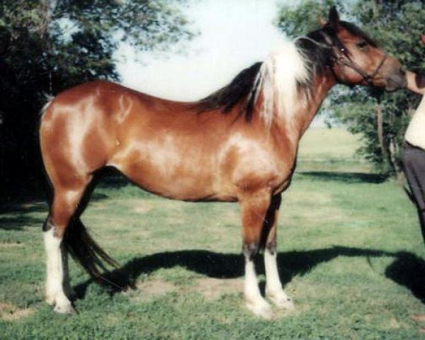 broodmare Poco Cocoa (Paint Horse, 1967, from Poco Burleigh)