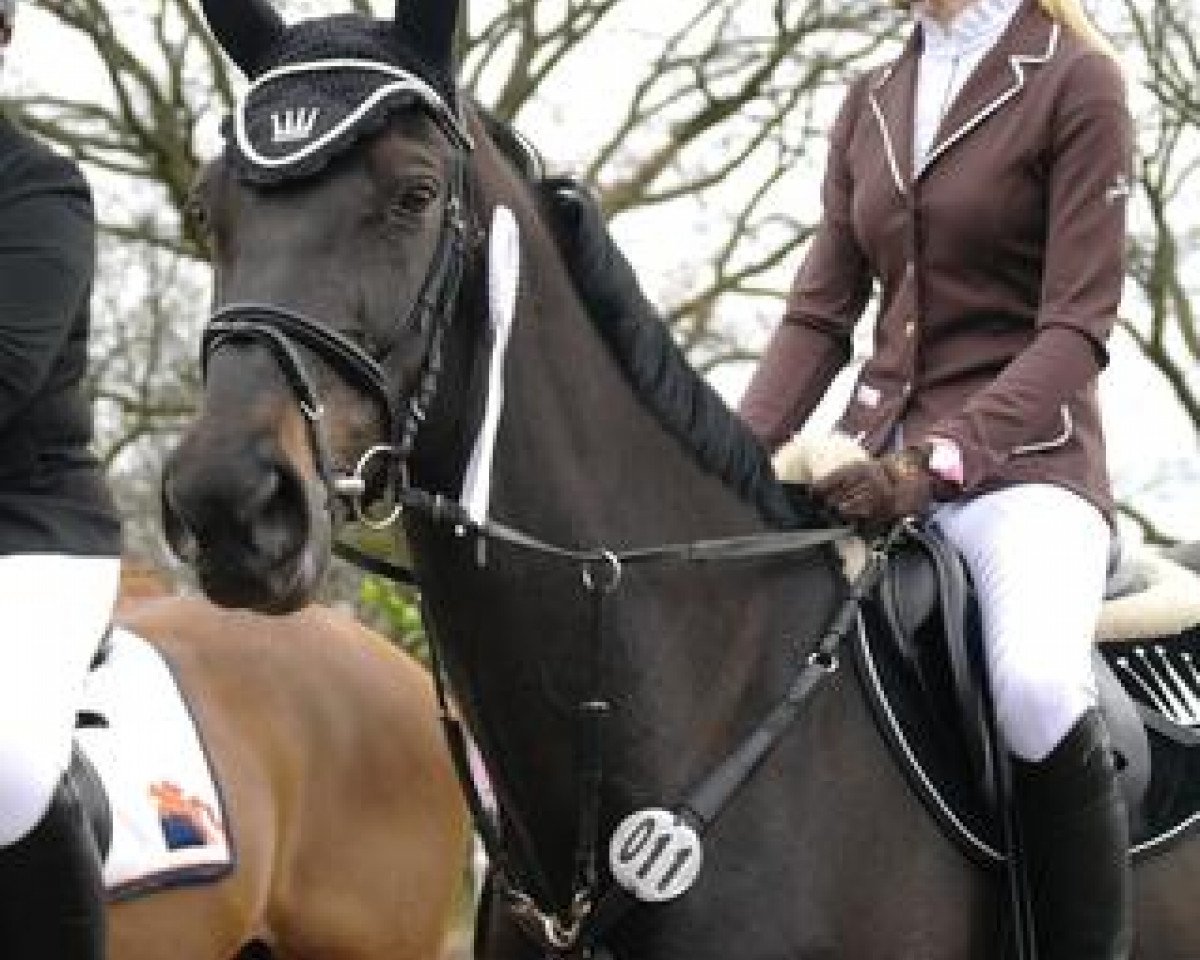 jumper Cassinie Z (Zangersheide riding horse, 2000, from Caretano Z)