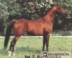 stallion Arbil ox (Arabian purebred, 1981, from Banat 1967 ox)