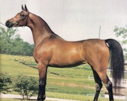 broodmare Kajora ox (Arabian purebred, 1979, from Kaborr 1970 ox)