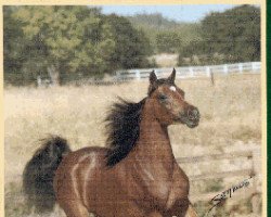 broodmare Katahza ox (Arabian purebred, 1981, from Aza Destiny ox)