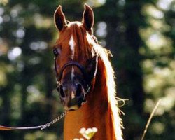 stallion JK Spartan ox (Arabian purebred, 1986, from GG Jabask ox)
