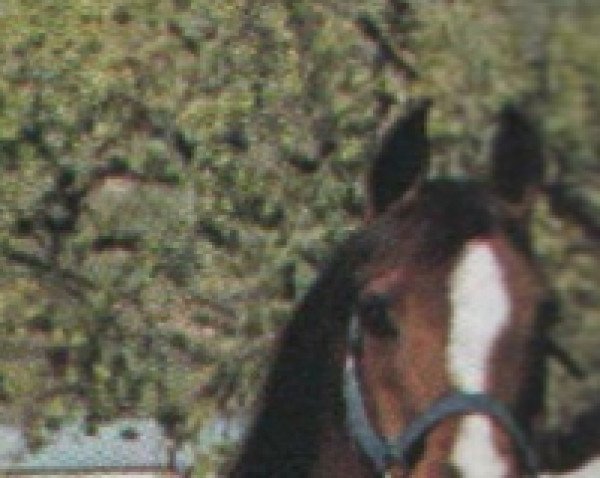 broodmare Aleksja ox (Arabian purebred, 1968, from Czort 1949 ox) broodmare Aleksja ox (Arabian purebred, 1968, from Czort 1949 ox)
