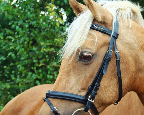 broodmare Viola (German Riding Pony, 1995, from VIP)