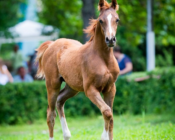Pferd Berenika Tersk 2013 ox (Vollblutaraber, 2013, von Napevnij 2006 ox)