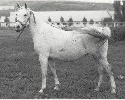 broodmare Niagara 1965 ox (Arabian purebred, 1965, from Semen 1956 ox)