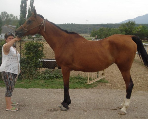 broodmare Melodrama 1991 ox (Arabian purebred, 1991, from Mukomol 1979 ox)