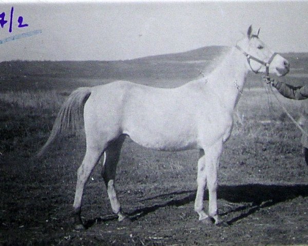 broodmare Niezgoda 1932 ox (Arabian purebred, 1932, from Fetysz ox 1924)