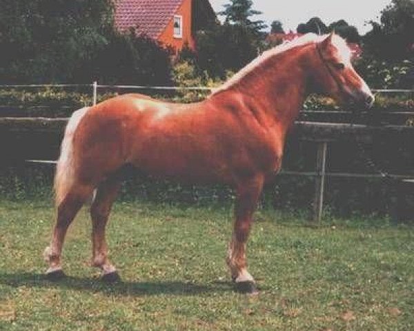 Stallion Bergwind (Haflinger, 1987, from Baron)