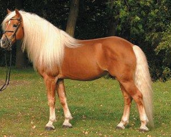 stallion Weltwind (Haflinger, 1999, from Winterstein)