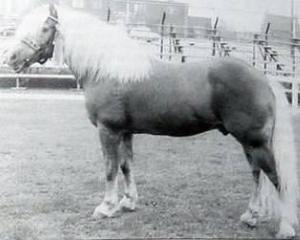 Deckhengst Welkom (Haflinger, 1957, von 1851 Dorfer) Deckhengst Welkom (Haflinger, 1957, von 1851 Dorfer)