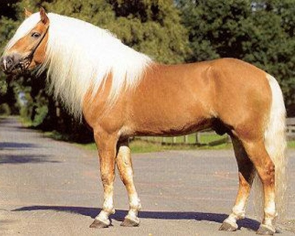 stallion Steintänzer (Haflinger, 2003, from Steinach)