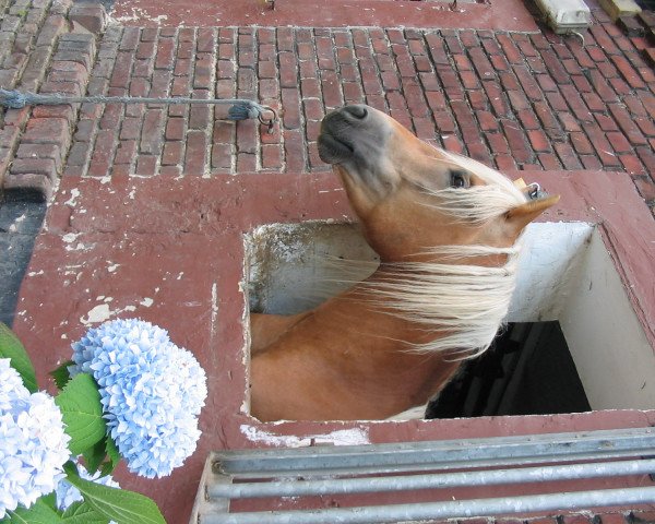 dressage horse Nikosch (Haflinger, 2006, from Nordtirol)