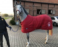 jumper Cabochon Deluxe (Westphalian, 2018, from Cabrio van de Heffinck)