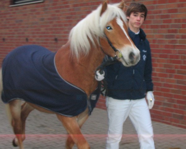 dressage horse Nils (Westphalian, 2007, from Nokia)