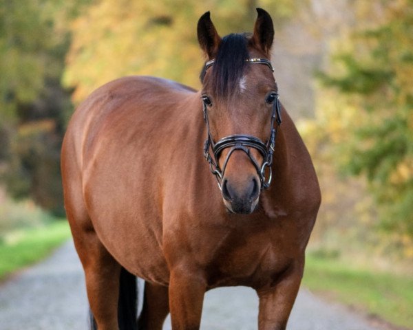 jumper MP Nordstern (Little German Riding Horse, 2017, from MP Nina's Boy)