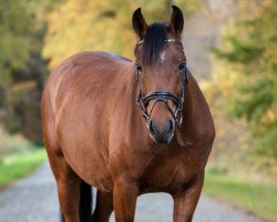jumper MP Nordstern (Little German Riding Horse, 2017, from MP Nina's Boy)
