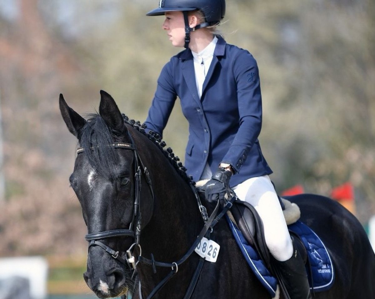 Cavallo da salto Seven Up Zero (Hannoveriano, 2016, di Stolzenberg)