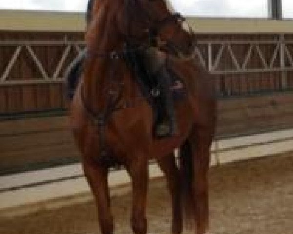 horse Raya Royal JK (Westphalian, 2006, from Rubin Royal OLD)