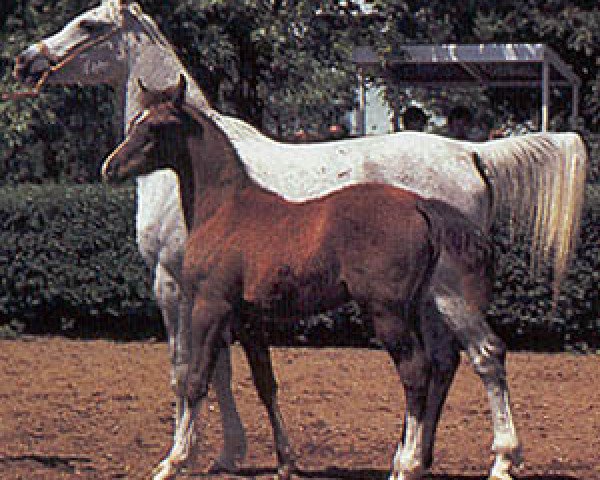 broodmare Normandia 1977 ox (Arabian purebred, 1977, from Aswan 1958 EAO)