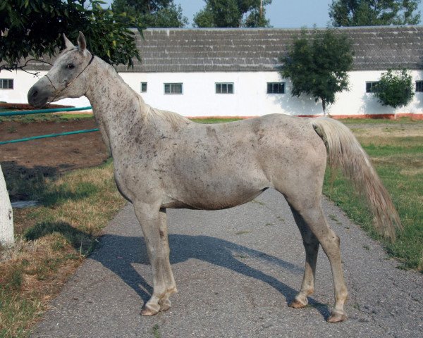broodmare Bengalia 1996 ox (Arabian purebred, 1996, from Gusar 1984 ox)