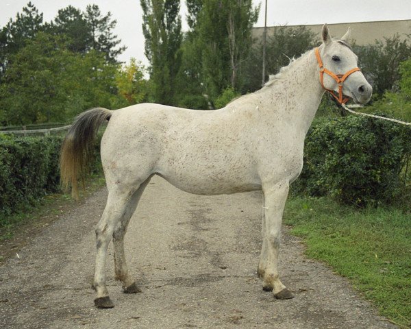 broodmare Kalifornia 1995 ox (Arabian purebred, 1995, from Nard 1989 ox)