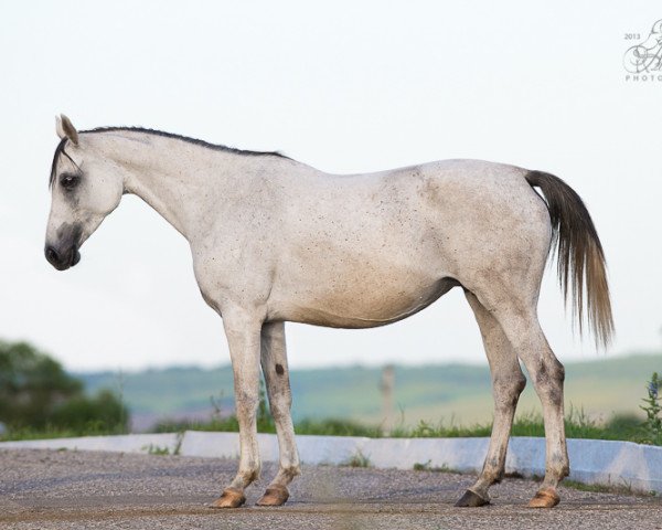 broodmare Kupava 2007 ox (Arabian purebred, 2007, from Parusnik 1987 ox)
