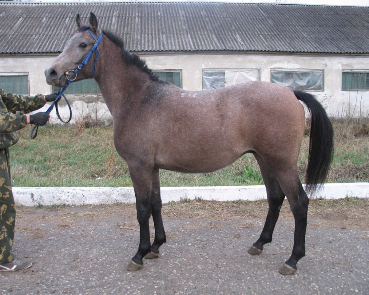Pferd Kaizerberg Tersk 2012 ox (Vollblutaraber, 2012, von Beg 2000 ox)