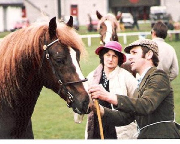 stallion Glanvyrnwy Flying King (Welsh-Cob (Sek. D), 1983, from Glanvyrnwy Coming King) stallion Glanvyrnwy Flying King (Welsh-Cob (Sek. D), 1983, from Glanvyrnwy Coming King)