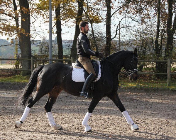 broodmare Quinta (Trakehner, 2000, from Liebestraum)