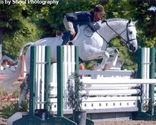 Deckhengst Asher (Trakehner, 1998, von Heinzelmann) Deckhengst Asher (Trakehner, 1998, von Heinzelmann)