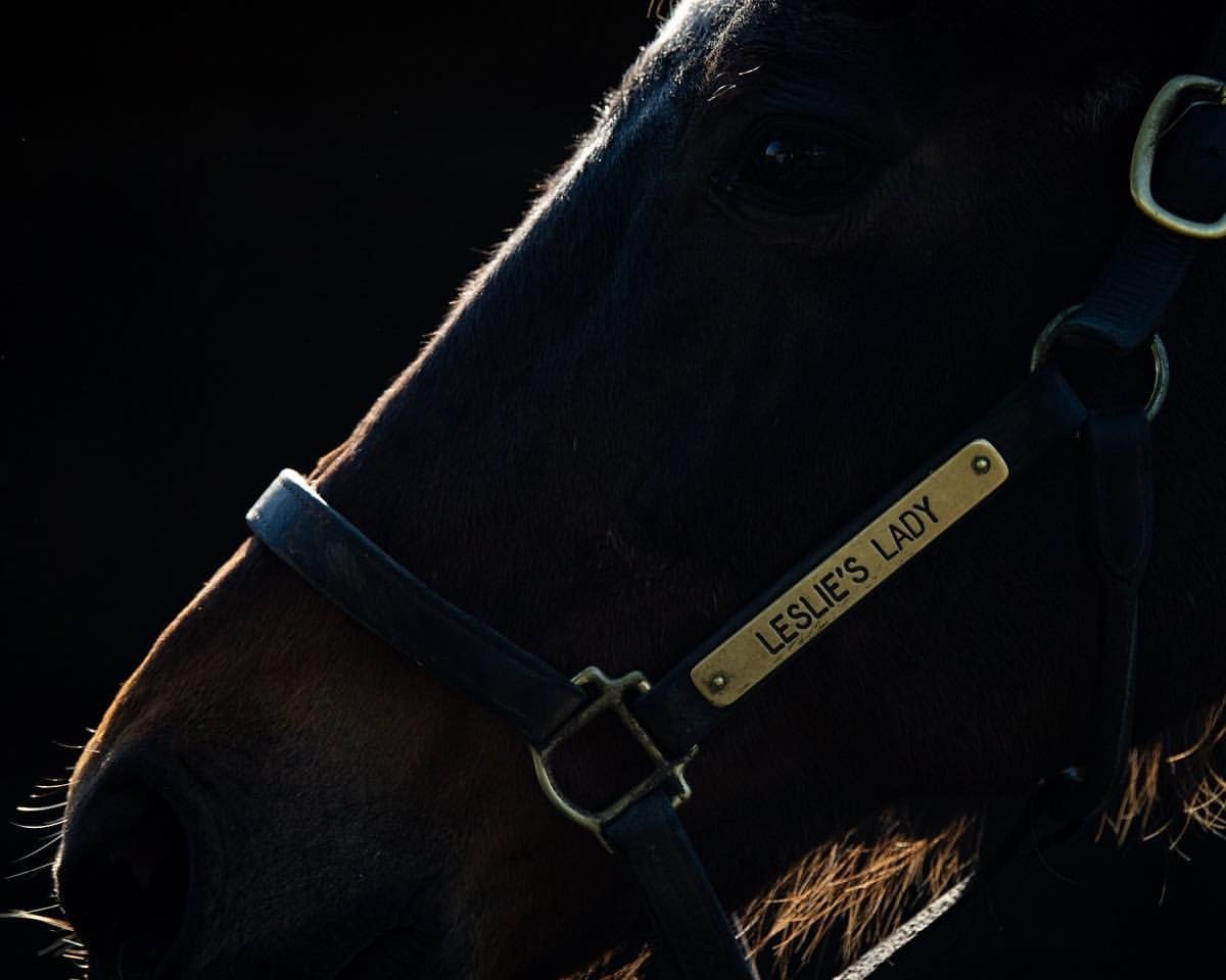 broodmare Leslie's Lady xx (Thoroughbred, 1996, from Tricky Creek xx)