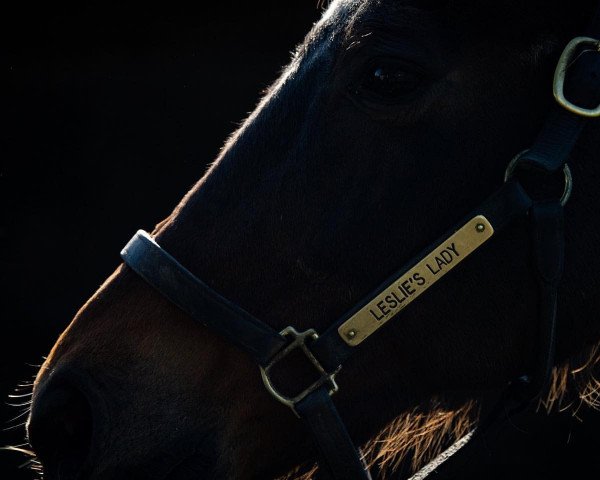 broodmare Leslie's Lady xx (Thoroughbred, 1996, from Tricky Creek xx)