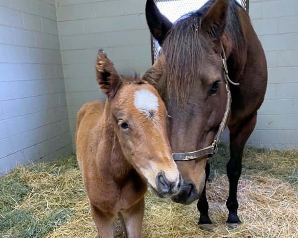 horse Hengst von Into Mischief xx (Thoroughbred, 2022, from Into Mischief xx)