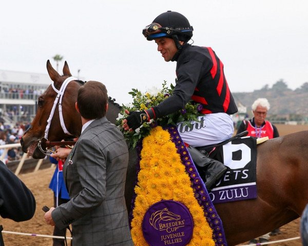 Pferd Echo Zulu xx (Englisches Vollblut, 2019, von Gun Runner xx)
