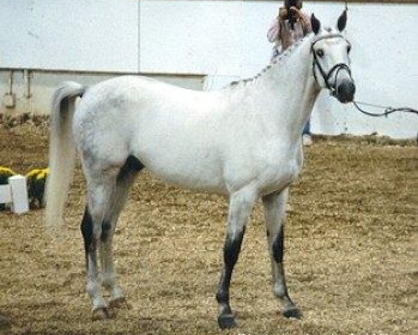 Deckhengst Special Memories (Trakehner, 1986, von Abdullah)