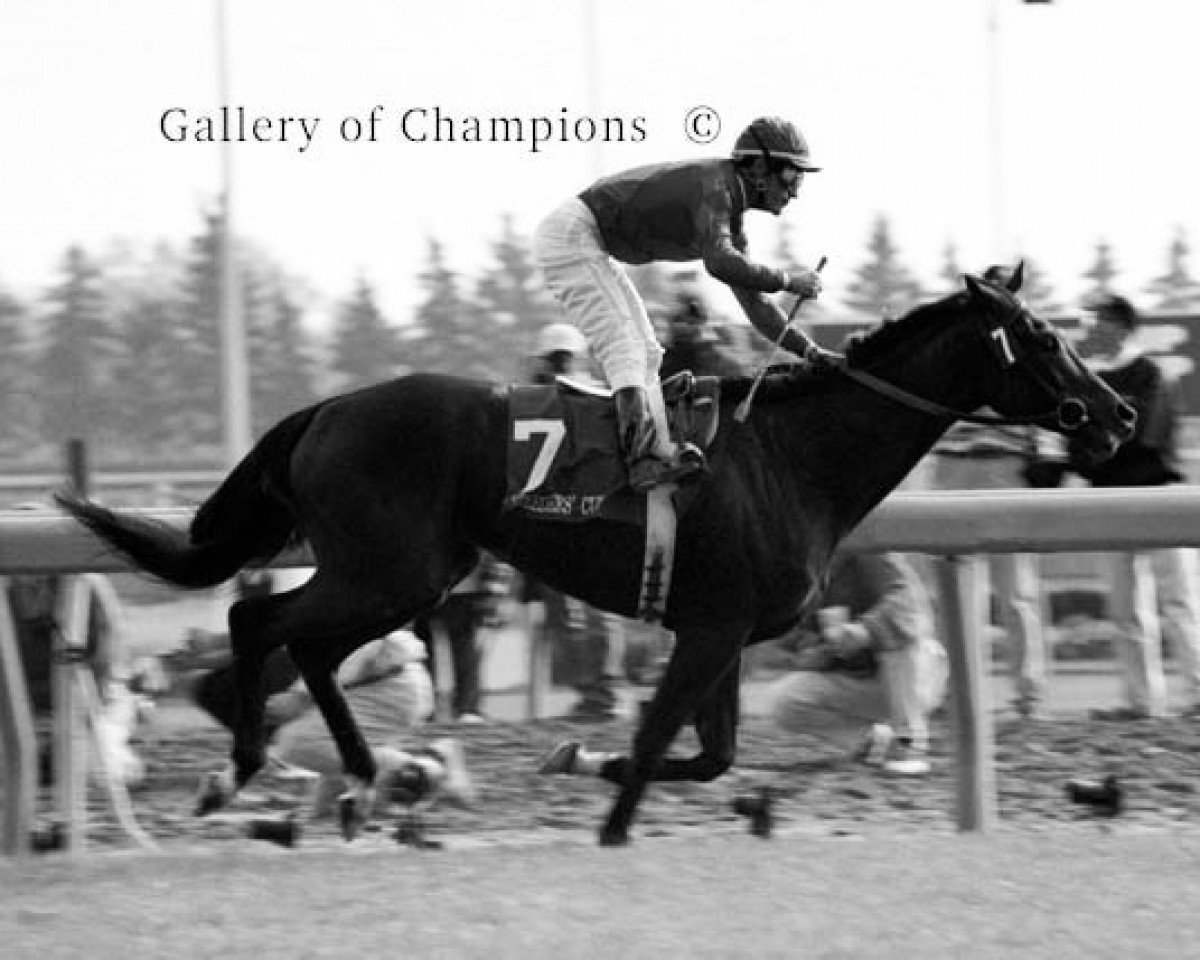 horse Da Hoss xx (Thoroughbred, 1992, from Gone West xx)