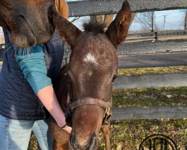 horse Stute von Speightstown xx (Thoroughbred, 2022, from Speightstown xx)