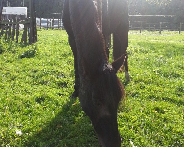 broodmare Nessaja (German Riding Pony, 2002, from Nature Boy)