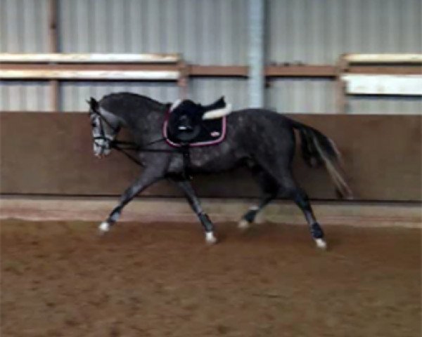 dressage horse Milano (German Riding Pony, 2010, from FS Maracaibo)