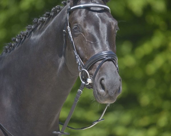 dressage horse Fantastic Sommertänzer (Westphalian, 2006, from Samarant)