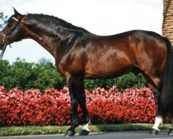 stallion Pregelstrand (Trakehner, 1970, from Morgenglanz)