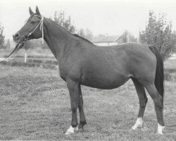 broodmare Prizma 1963 ox (Arabian purebred, 1963, from Arax 1952 ox)
