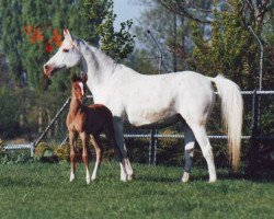 broodmare Persida 1969 ox (Arabian purebred, 1969, from Salon 1959 ox)