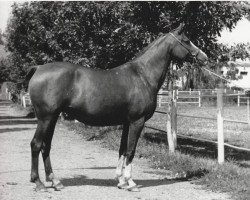 broodmare Pernataya 1976 ox (Arabian purebred, 1976, from Nabeg 1966 ox)