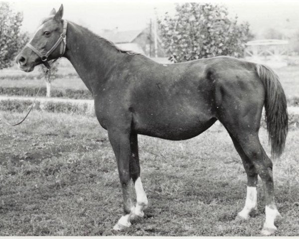 broodmare Pustinia 1965 ox (Arabian purebred, 1965, from Salon 1959 ox)