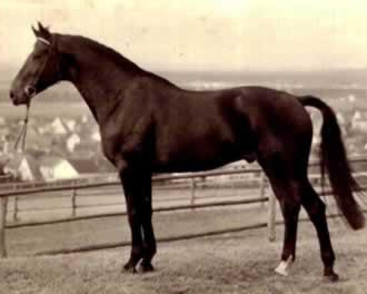 Deckhengst Ricardo (Trak) (Trakehner, 1971, von Index)
