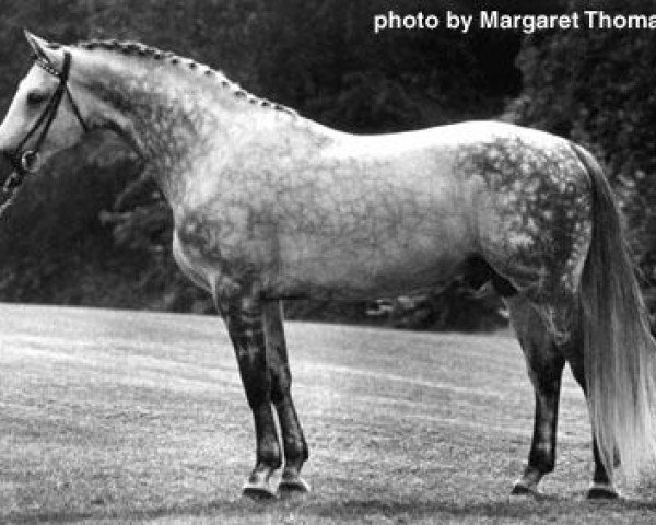 stallion Preussengeist (Trakehner, 1968, from Rosenberg)